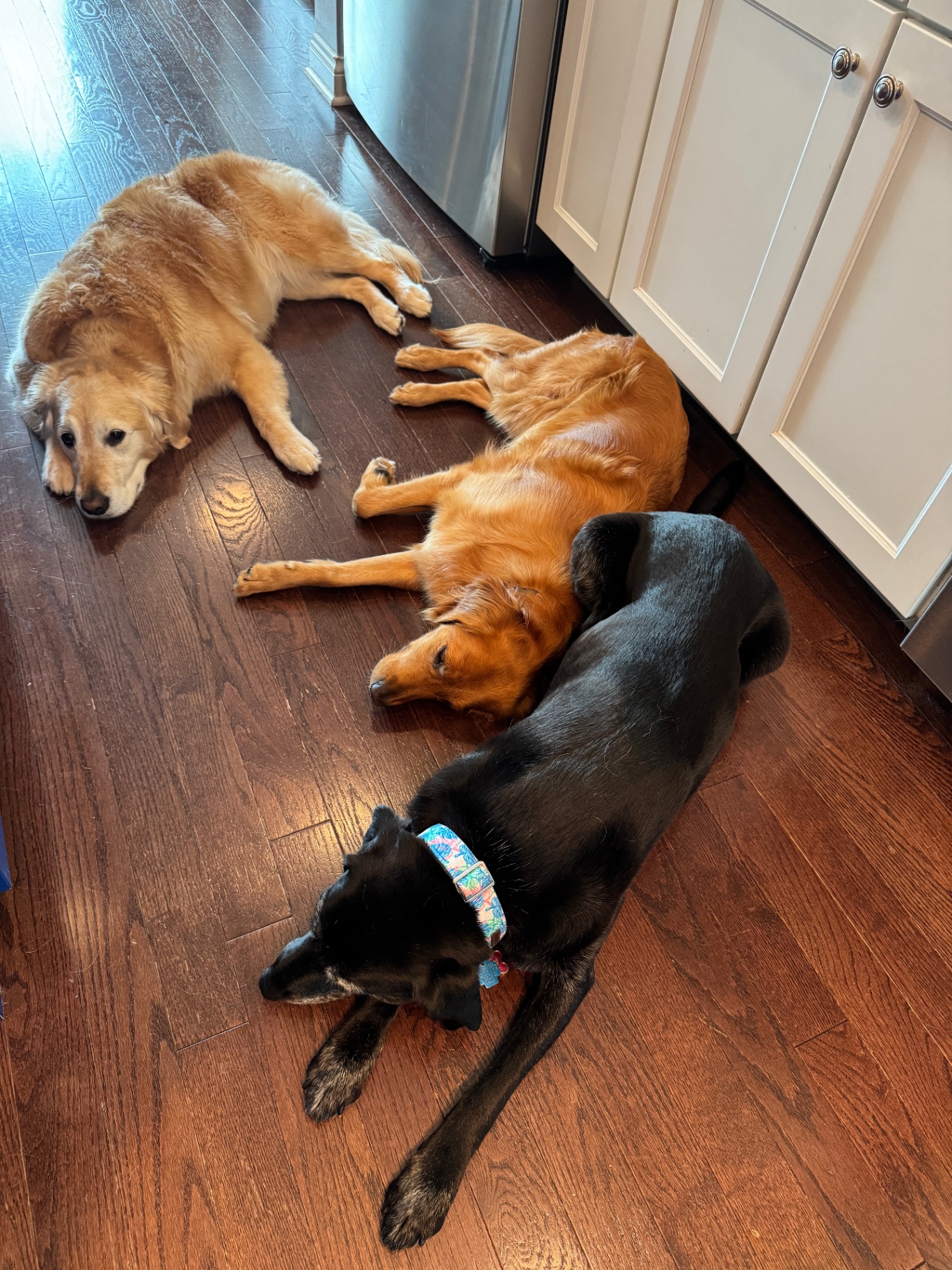 The three dogs napping in the kitchen