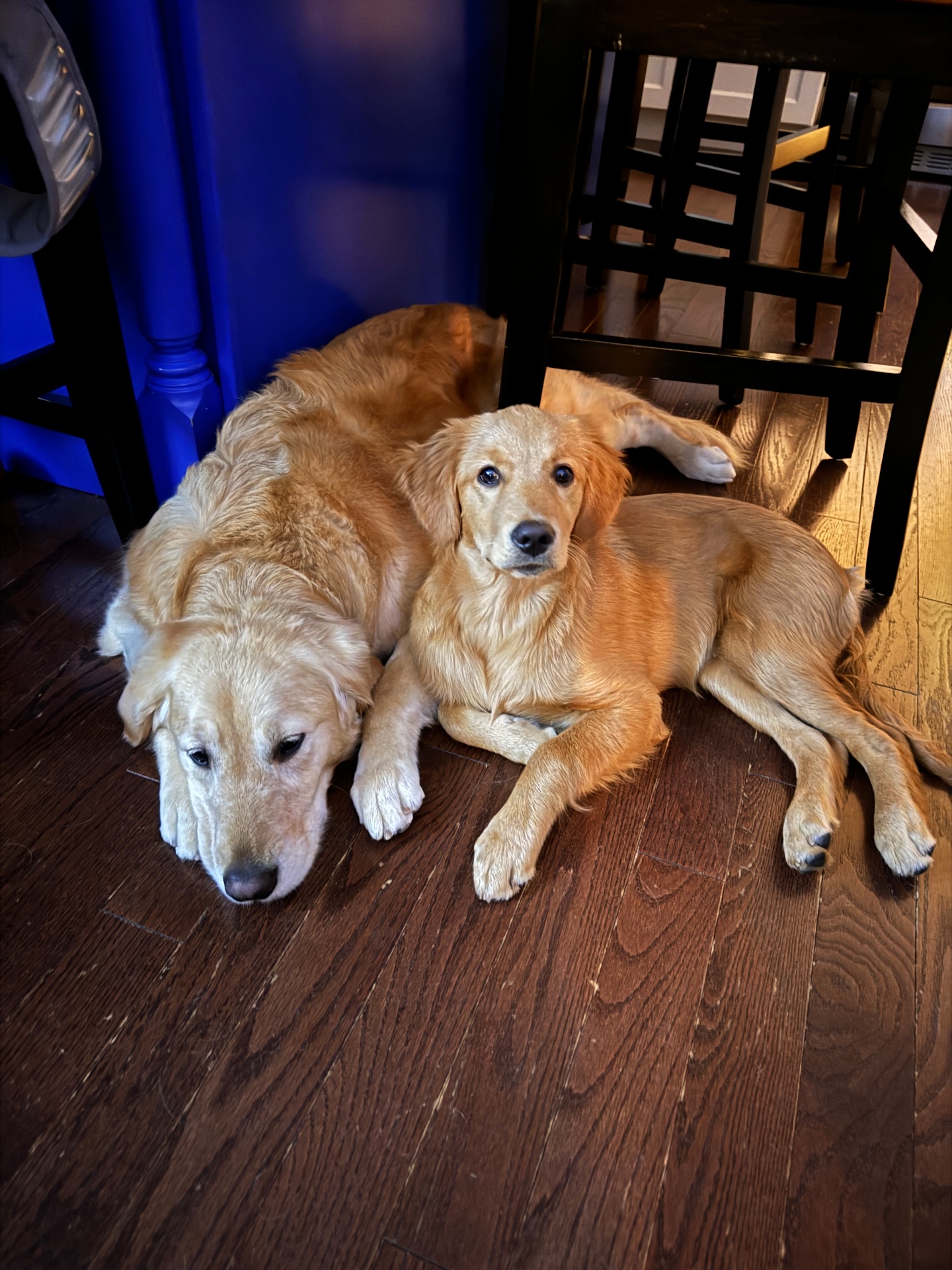 Daisy and Lucy resting together