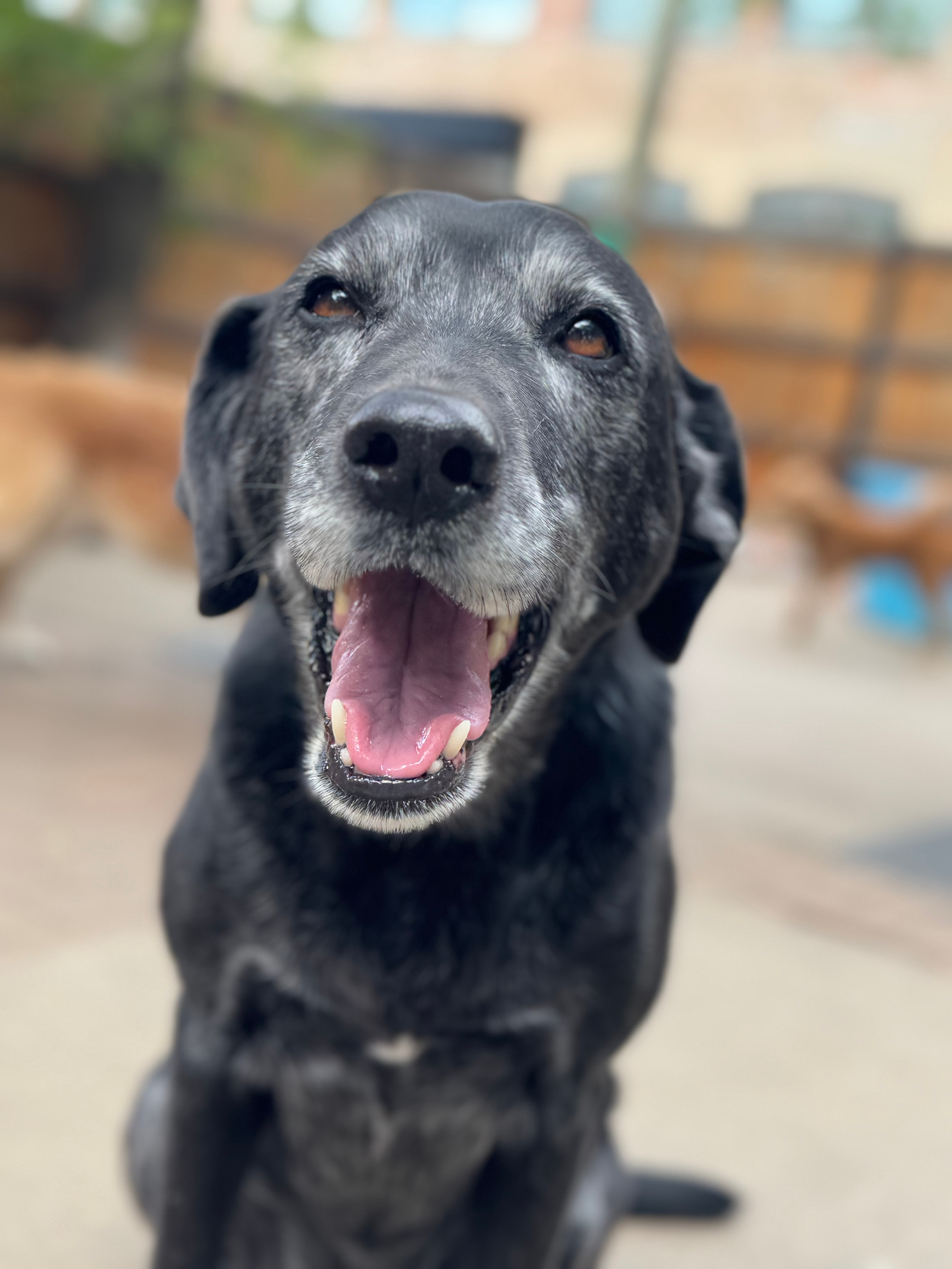 Marley Schneider, one of the office dogs at the Joe Schneider Agency