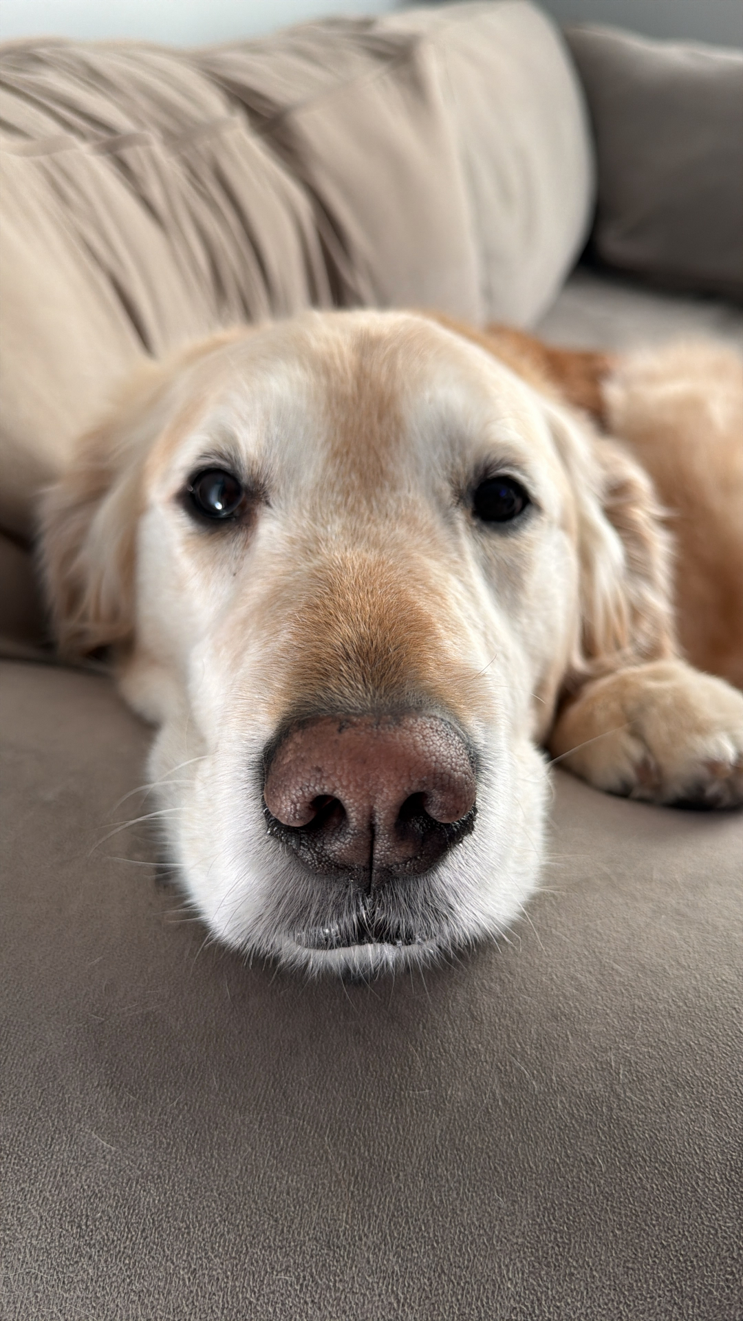 Daisy Schneider, one of the office dogs at the Joe Schneider Agency