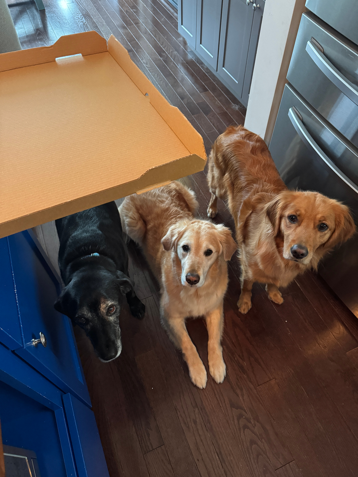 Marley, Daisy and Lucy, the agency's three dogs, together