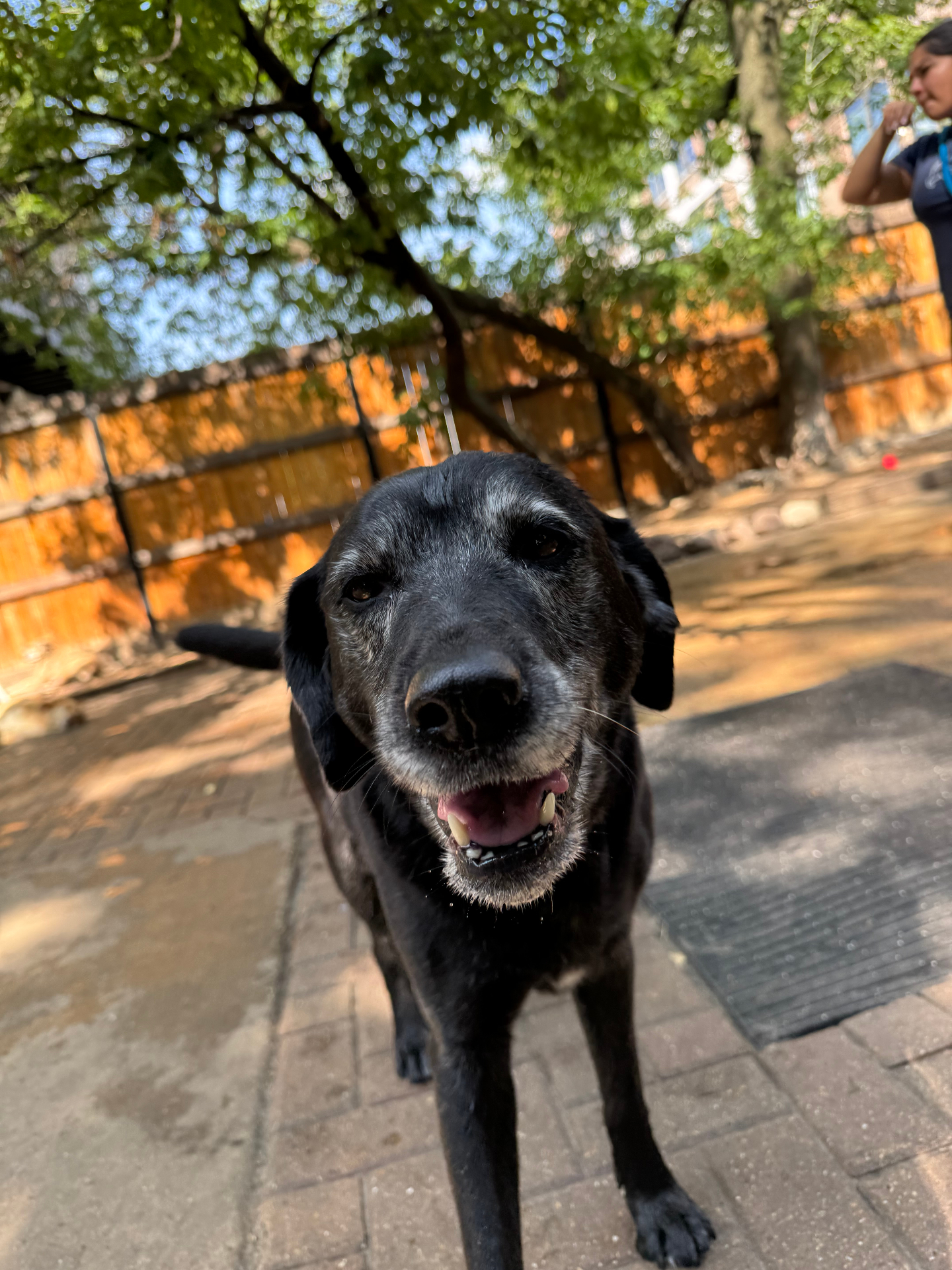 Marley, the agency's Labrador, outside